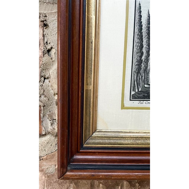 Sculpture Materials 18th Century Nuremberg Hesperides Botanical Engraving by Johann Volckamer For Sale - Image 7 of 9