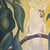 1940s 1940s Hawaiian Cockatoos in Tree Acrylic on Canvas Tropical Paining by Alfonso Castricone For Sale - Image 5 of 6