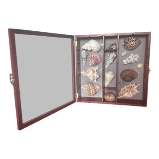 Wooden Seashell Shadow Box – Hinged Glass Display Case With Coastal Shell Collection For Sale