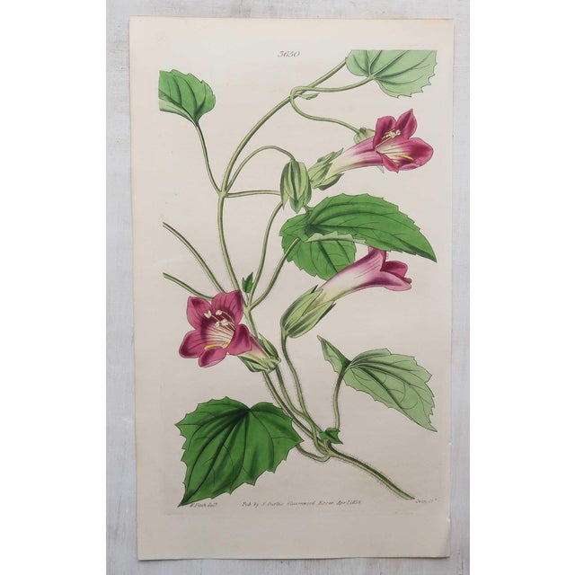 After William Fitch, Botanical Illustrations, 1838, Engravings, Set of 12 For Sale - Image 7 of 14