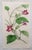 After William Fitch, Botanical Illustrations, 1838, Engravings, Set of 12 For Sale - Image 7 of 14