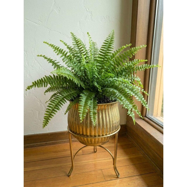 A beautiful vintage solid brass cachepot planter featuring an elegant fluted design and rolled rim. Its warm golden patina...