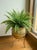 A beautiful vintage solid brass cachepot planter featuring an elegant fluted design and rolled rim. Its warm golden patina...