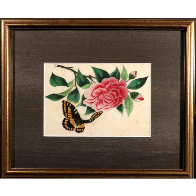 China Trade Pith Paper Paintings of Fruit and Butterflies, a Set of Six For Sale - Image 4 of 14