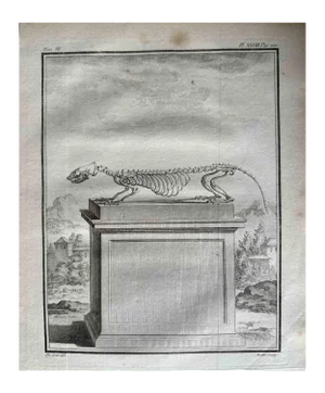 Jean Gullaume Moitte, The Skeleton, Etching, 1771