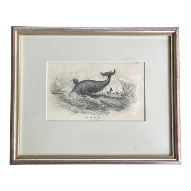 Antique 19th Cent. Whale/Whaling/Nautical Themed Hand-Colored Partial Book Plate/Engraving in Contemporary Silver Leaf Frame Option #2 Greenland Whale For Sale