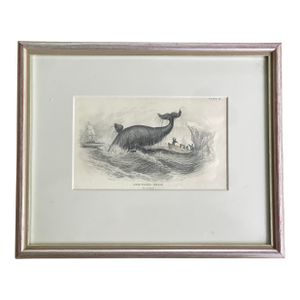 Antique 19th Cent. Whale/Whaling/Nautical Themed Hand-Colored Partial Book Plate/Engraving in Contemporary Silver Leaf Frame Option #2 Greenland Whale