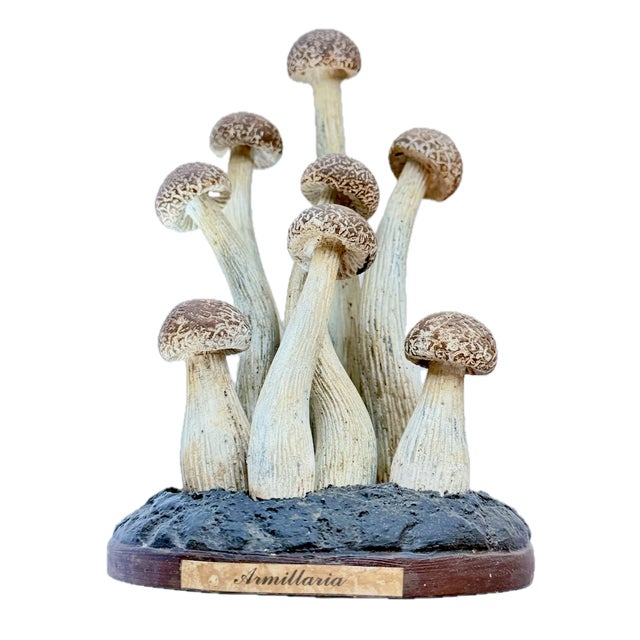 Vintage model mushroom specimen sculpture. No maker's marks. Titled: "Armillaria" on a front label.