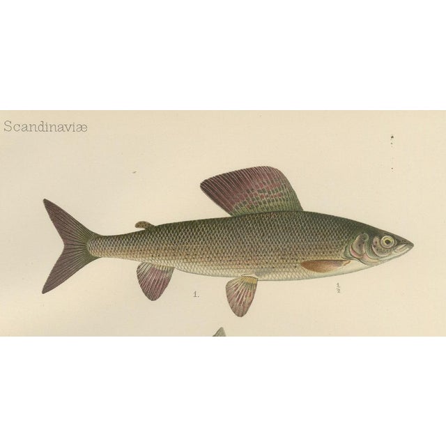 Paper Grayling and Whitefish, 1895, Paper For Sale - Image 7 of 10