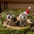 Contemporary Holiday Raccoon Shelf Sitter (Set of 2) For Sale - Image 3 of 5