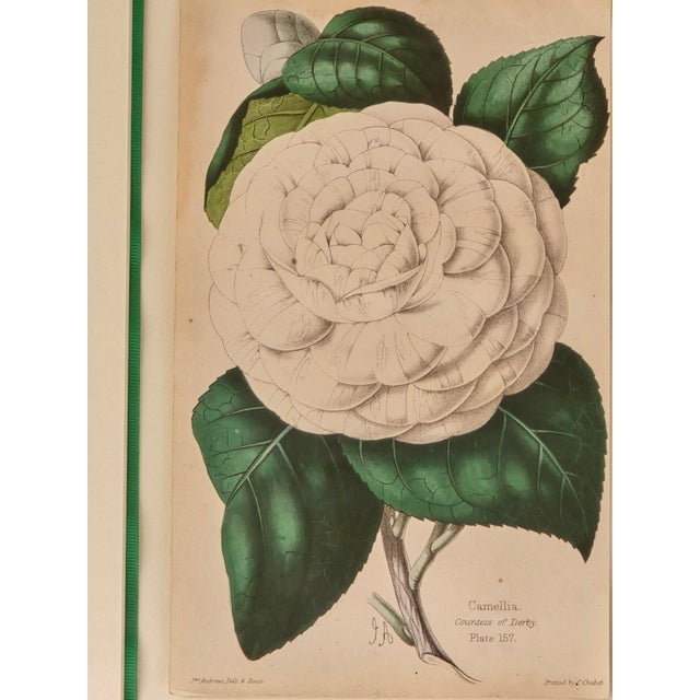 Elegant framed botanical print depicting Camellia "Countess of Derby," Plate 157, presented in an ornate gilt-toned frame...
