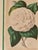 Elegant framed botanical print depicting Camellia "Countess of Derby," Plate 157, presented in an ornate gilt-toned frame...