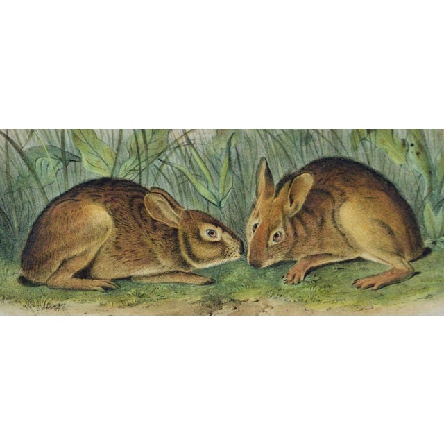 Realism Audubon Marsh Hare: Original 19th Century 1st Octavo Ed. Audubon Hand-Colored Lithograph, 1849-1854 For Sale - Image 3 of 4
