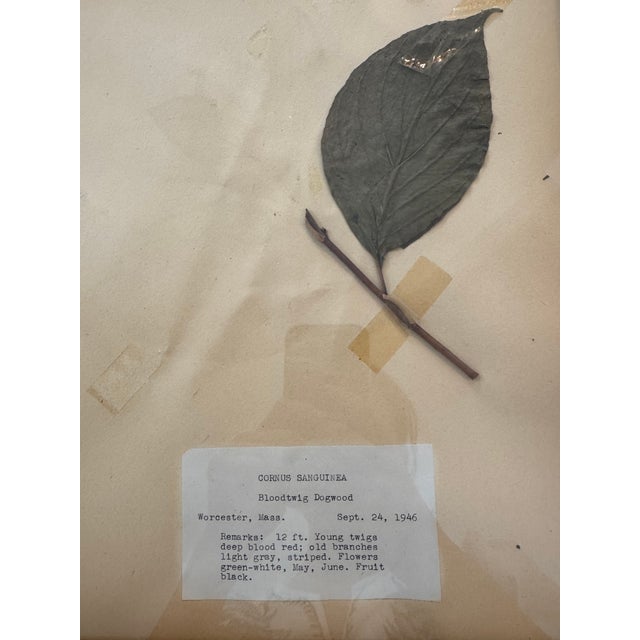 1950s Herbarium Botanical Framed Specimens, Set of 10 For Sale - Image 4 of 4