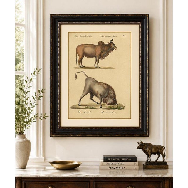 Black Karl Joseph Brodtmann, Indian Zebu Bull and Extinct Aurochs, 1816, Lithograph For Sale - Image 8 of 9