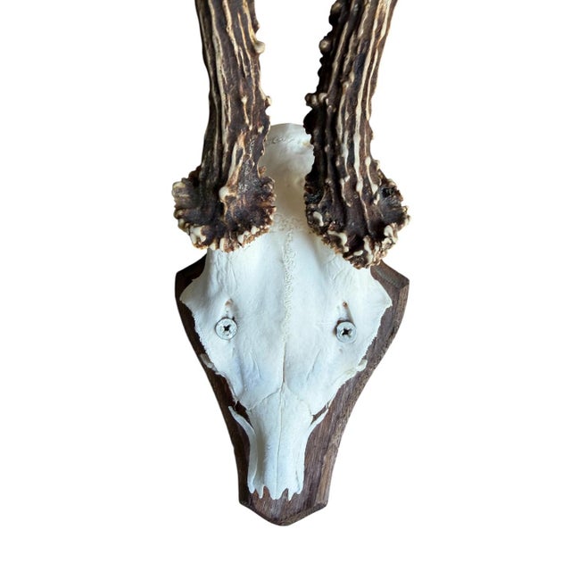 Roe deer trophy on wood plaque. 10.5" x 4.5"W x 6.25"