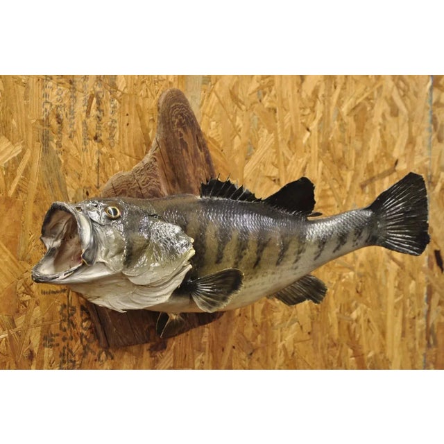 Vintage Largemouth Bass Real Skin Wall Mount Taxidermy Fishing Wall Decor. Circa Mid 20th Century. Measurements (Overall):...