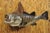 Vintage Largemouth Bass Real Skin Wall Mount Taxidermy Fishing Wall Decor. Circa Mid 20th Century. Measurements (Overall):...
