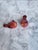 1990s 1990s Cardinal Bird Salt & Pepper Shakers - A Pair For Sale - Image 5 of 9
