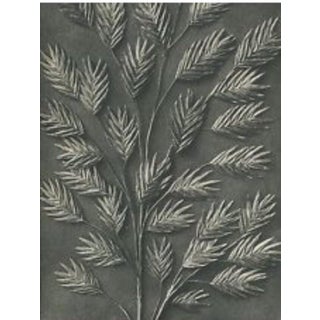 Karl Blossfeldt Original Botanical Study, Circa 1928 For Sale