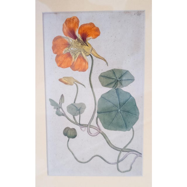 We are selling this colorful 18th century hand colored copper engraving. This engraving features a Nasturtium, it is Plate...