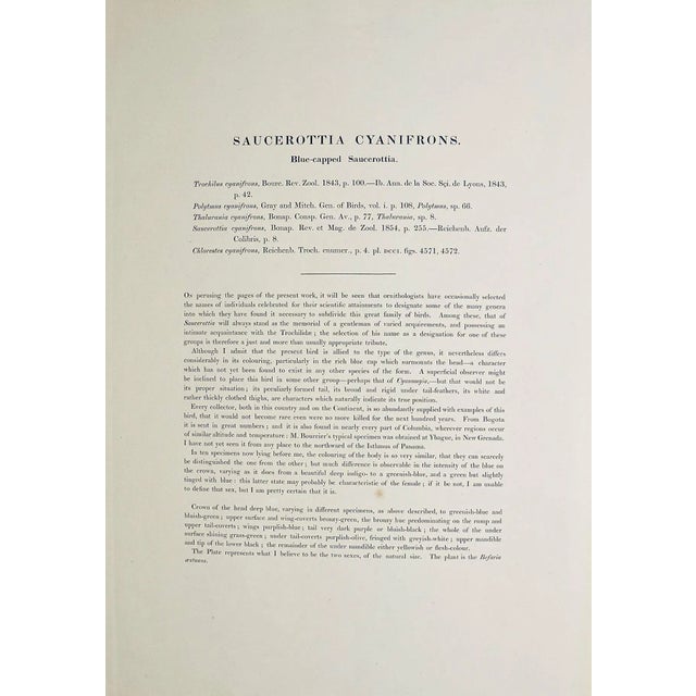 Pink Hummingbirds: 19th C. Gould Hand-Colored "Cyanifrons", Blue-Capped Saucerottia, 1850 For Sale - Image 8 of 8