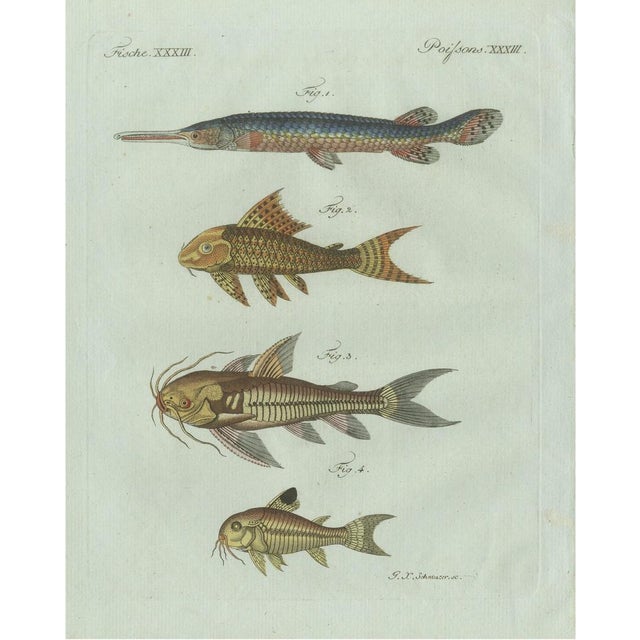 Bertuch, Gar and Exotic Armored Fish, 1800, Engraving For Sale - Image 9 of 9
