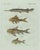 Bertuch, Gar and Exotic Armored Fish, 1800, Engraving For Sale - Image 9 of 9