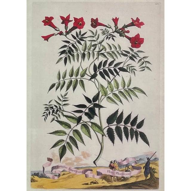 English Trowbridge Framed Botanical Prints Set of Two, Abraham Munting For Sale - Image 3 of 7