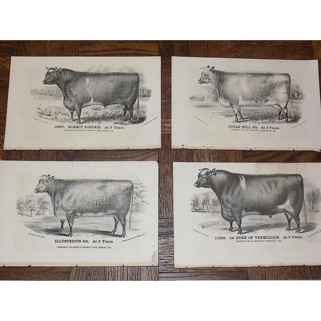 This set of ten (10) antique 19th century lithographs depicts American cattle (cows and bulls) in the 19th century....