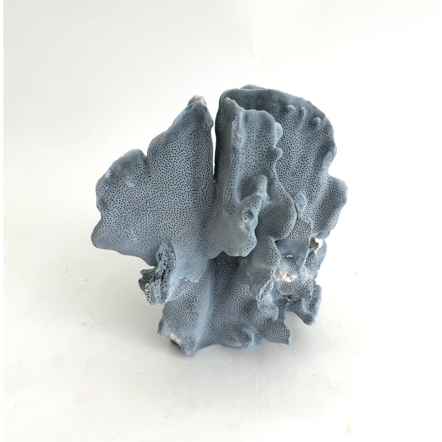 Natural Blue Coral Specimen Coastal Decor For Sale In Los Angeles - Image 6 of 6