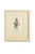 Set of Twelve Antique Alpine Botanical Chromolithographs Circa 1909 in Custom Frames. For Sale - Image 9 of 15