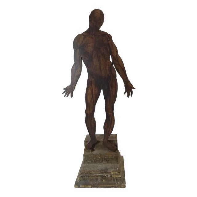 19th Century Anatomical Model of the Human Body, Italy, 1890s For Sale