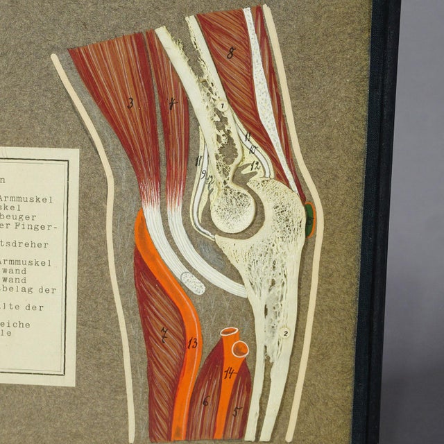 Industrial Antique Scientific Visual Aid - Bone Cut of the Human Elbow For Sale - Image 3 of 6