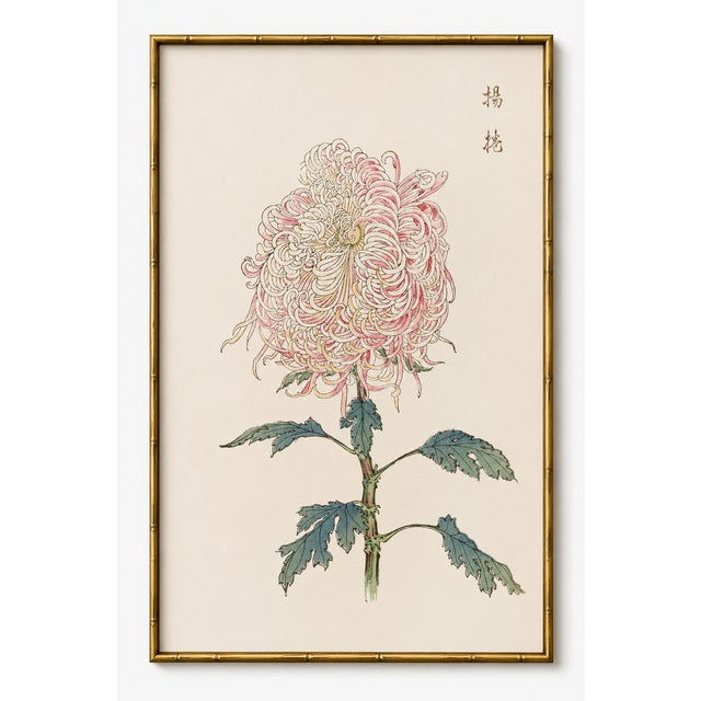 Pink Chrysanthemum, Vintage Japanese Botanical Art Print, 12" X 18" For Sale In Buffalo - Image 6 of 10