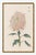 Pink Chrysanthemum, Vintage Japanese Botanical Art Print, 12" X 18" For Sale In Buffalo - Image 6 of 10