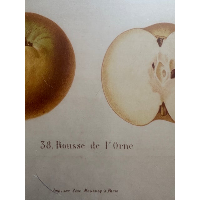 Series of 4 19th C Hand Colored Engravings of Apples For Sale - Image 15 of 17