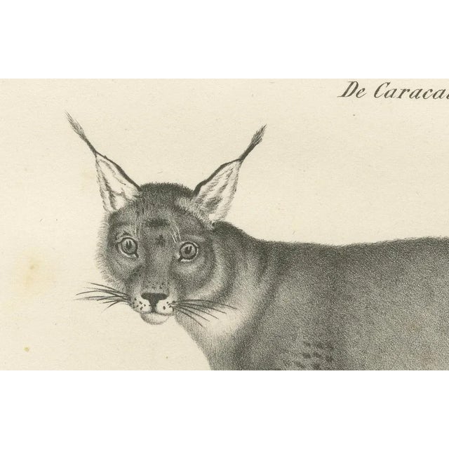C.C. G. Zool., The Caracal and Lynx in Profile, 1836, Lithograph For Sale - Image 3 of 11