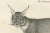 C.C. G. Zool., The Caracal and Lynx in Profile, 1836, Lithograph For Sale - Image 3 of 11