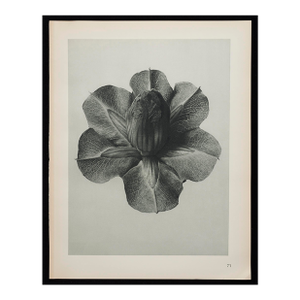 Original Karl Blossfeldt Photogravure Botanical Print
