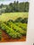 Paint Ray Jacobson Wine Country Giclee Watercolor, Certificate For Sale - Image 7 of 12