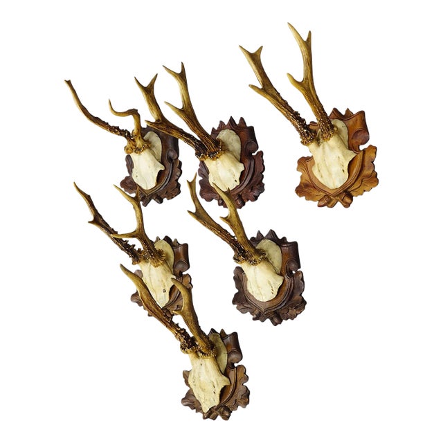Set of Six Antique Roe Deer Trophies, Germany Ca. 1890s / 1900s For Sale