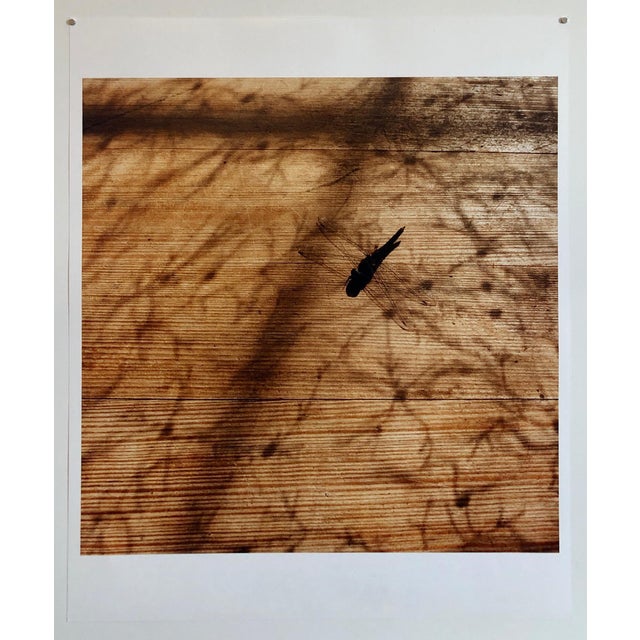 2000 - 2009 Peter C. Jones 1, Dragonfly, Large Format Photo 24X20 Color Photograph Beach House, 2004 For Sale - Image 5 of 5