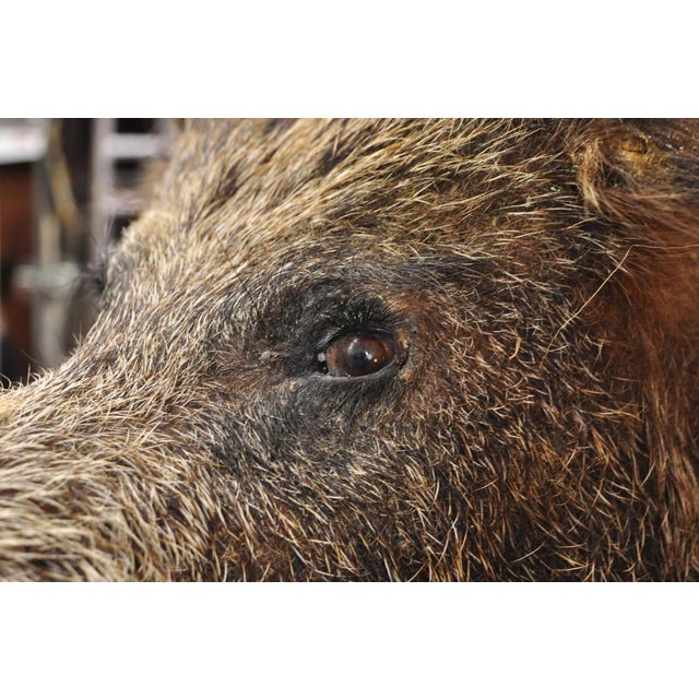 Vintage Wild Boar Head Taxidermy Hog Pig Head Wall Mount Log Cabin Decor For Sale - Image 15 of 18