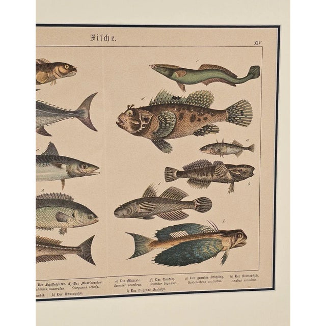 Fish Engraving, Germany Circa 1880 For Sale - Image 4 of 4
