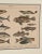 Fish Engraving, Germany Circa 1880 For Sale - Image 4 of 4