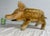 1930s Large Vintage Handmade German Steiff Mohair Dalle Boar Pig Stuffed Animal 23 In. For Sale - Image 5 of 16