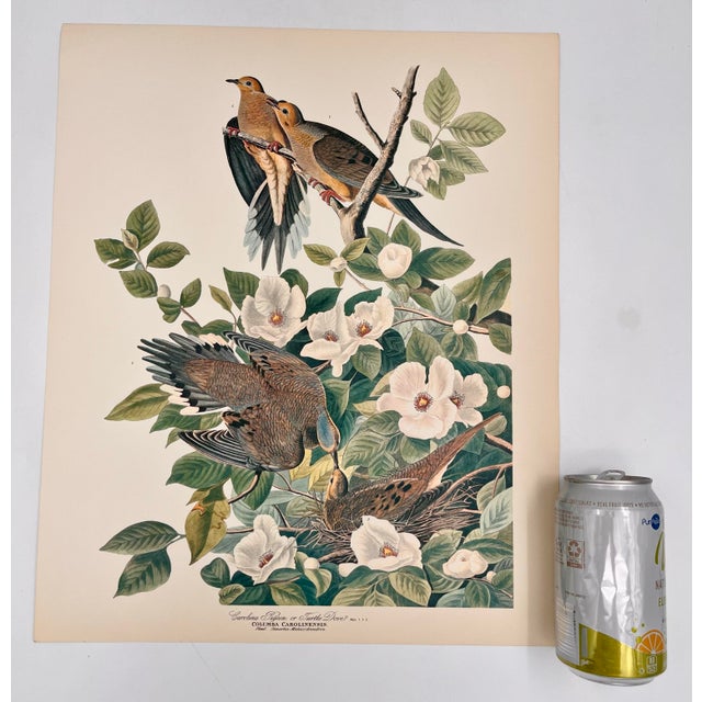 Audubon Bird Print – “Carolina Pigeon or Turtledove”, 1964 Abrams Folio – Vintage Ornithology Art 1964 print from "The...