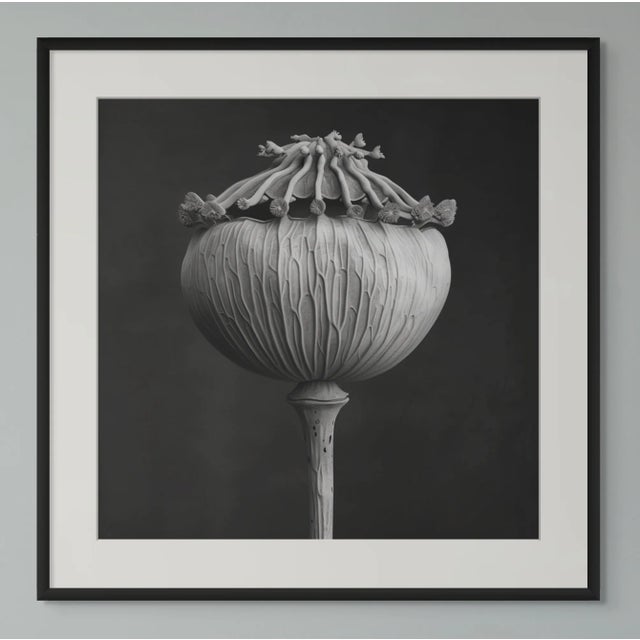 'Poppy Pod Head' No. 3 - Black and White Botanical Floral Photography Print / Karl Blossfeldt For Sale - Image 4 of 6