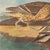 1966 Pin-Tail Ducks and Butterfly After Audubon, XL Cottage Print For Sale In Dallas - Image 6 of 10